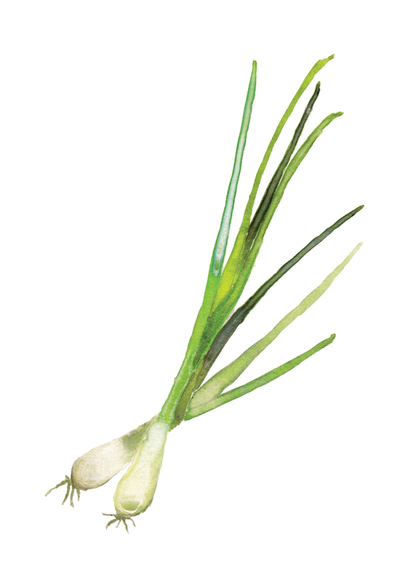 Spring Onion Vegetable Art Print